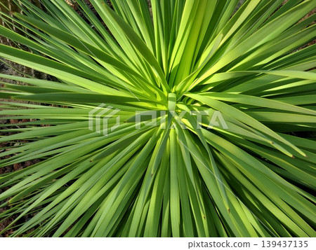 Close-up photo of Agave stricta - 2 Close-up photo of Agave stricta - 2 139437135