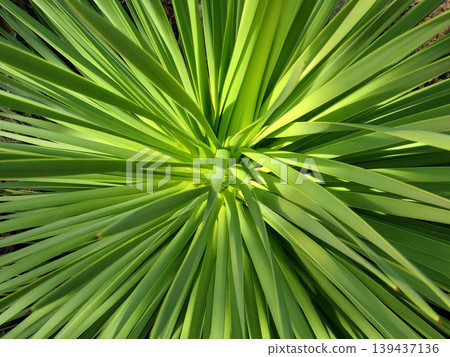 龍舌蘭(Agave stricta)的特寫照片 龍舌蘭(Agave stricta)的特寫照片 139437136