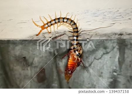 Scolopendridae centipede hunting and feeding on a cockroach Scolopendridae centipede hunting and feeding on a cockroach 139437158