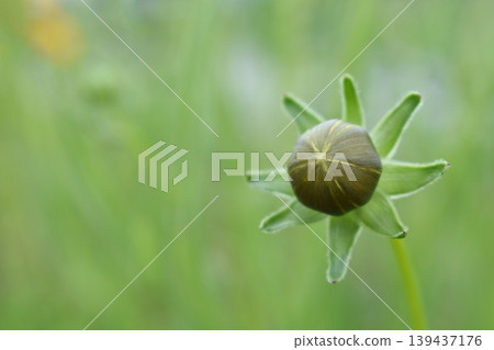 Coreopsis ulmaria buds 139437176