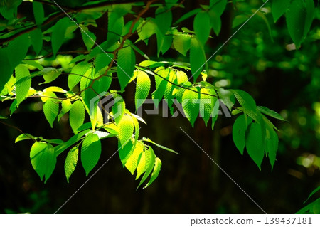 A close-up of the beautiful veins of young, fresh leaves, translucent in the sunlight filtering through the trees. A close-up of the beautiful veins of young, fresh leaves, translucent in the sunlight filtering through the trees. 139437181