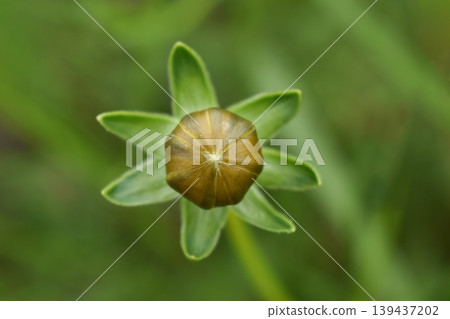 Coreopsis ulmaria buds 139437202