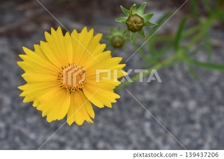 Flower of Okin Keiki 139437206