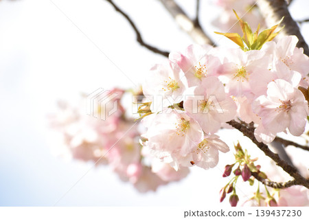Pale pink cherry blossoms Pale pink cherry blossoms 139437230