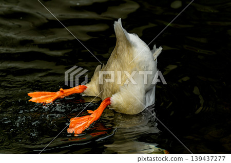 鴨子潛水、水鳥、屁股、水面、幽默、動物、滑稽行為、自然 139437277