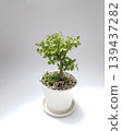 Hackberry bonsai Hackberry bonsai 139437282