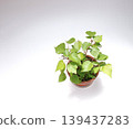 Birch bonsai Birch bonsai 139437283