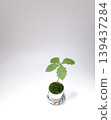 Japanese oak mini bonsai Japanese oak mini bonsai 139437284