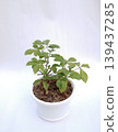 Japanese oak bonsai Japanese oak bonsai 139437285