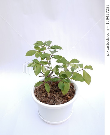 Japanese oak bonsai Japanese oak bonsai 139437285