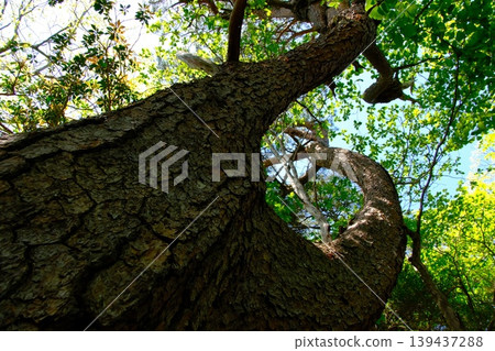 The majestic tree symbolizes leaps forward and challenges, with its powerful, winding trunk and fresh green leaves reaching towards the sky. The majestic tree symbolizes leaps forward and challenges, with its powerful, winding trunk and fresh green leaves reaching towards the sky. 139437288