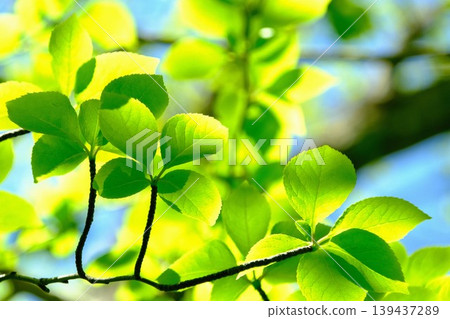 Shining leaves and the arrival of early summer, fresh green leaves shining against the blue sky - a refreshing early summer background image. Shining leaves and the arrival of early summer, fresh green leaves shining against the blue sky - a refreshing early summer background image. 139437289