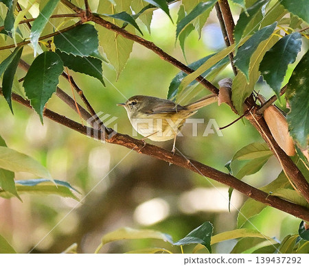 Ugusus stopping in branches Ugusus stopping in branches 139437292