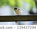 Sparrow 139437294