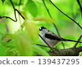 Elongah stopping on a branch 139437295