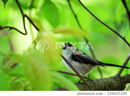 Elongah stopping on a branch 139437295