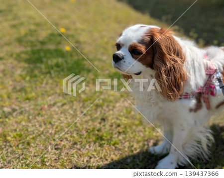 A Cavalier King Charles Spaniel relaxing on the grass, an outdoor pet portrait in natural light. A Cavalier King Charles Spaniel relaxing on the grass, an outdoor pet portrait in natural light. 139437366