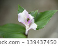 Tradescantia flowers turning pale purple 139437450
