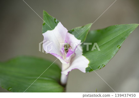 紫露草花變成淡紫色 139437450