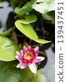 Pink water lilies blooming on the water surface 139437451