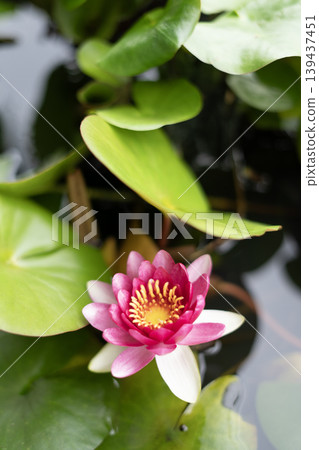 水面上盛開著粉紅色的睡蓮。 139437451