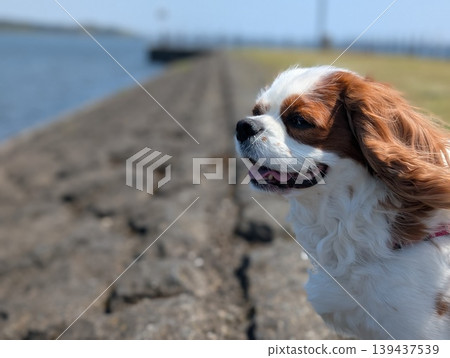 一隻查理王小獵犬對著鏡頭微笑，這是一張在水邊拍攝的戶外寵物肖像照。 139437539