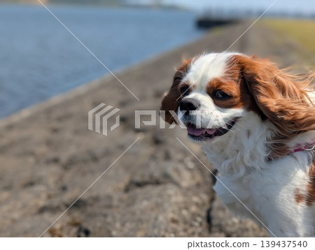 A Cavalier King Charles Spaniel smiling at the camera, in an outdoor pet portrait by the water. A Cavalier King Charles Spaniel smiling at the camera, in an outdoor pet portrait by the water. 139437540
