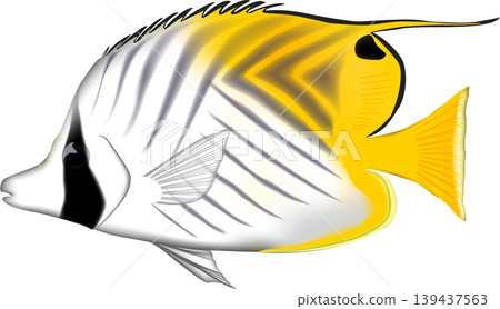 Fish illustration: "Butterflyfish" (Longfin Butterflyfish), vector format, white background (PNG version has a transparent background), single image. Fish illustration: "Butterflyfish" (Longfin Butterflyfish), vector format, white background (PNG version has a transparent background), single image. 139437563