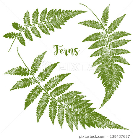 A fern leaf stamp-like silhouette created using frottage. A fern leaf stamp-like silhouette created using frottage. 139437657