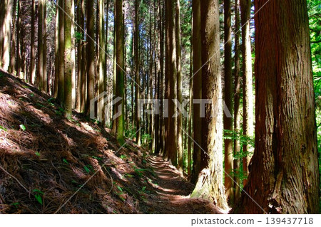 A forest trail leading to growth, a single path through the depths of the forest alongside the trunks of giant trees, a silent cedar forest. 139437718