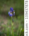 Purple irises blooming amidst the greenery 139437878