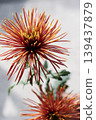 Bright red chrysanthemum flowers in full bloom 139437879