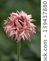 Softly blooming pink gerberas 139437880
