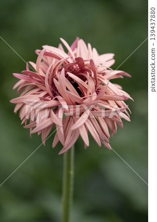 淡粉紅色的非洲菊 淡粉紅色的非洲菊 139437880