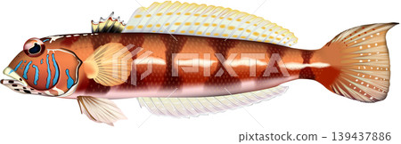 Fish illustration: "Sandfish", vector format, white background (PNG has a transparent background), single image. 139437886