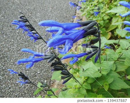 Blue, star-shaped salvia flowers Blue, star-shaped salvia flowers 139437887
