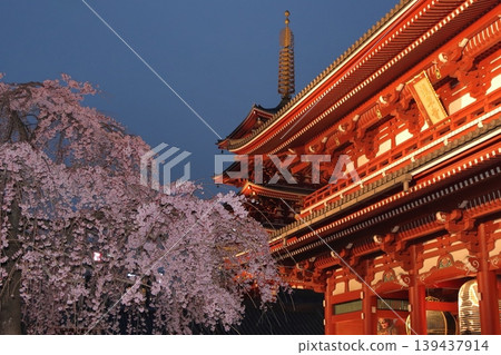 Cherry blossoms in full bloom and Sensoji Temple Hozomon - Tokyo tourist destination Cherry blossoms in full bloom and Sensoji Temple Hozomon - Tokyo tourist destination 139437914