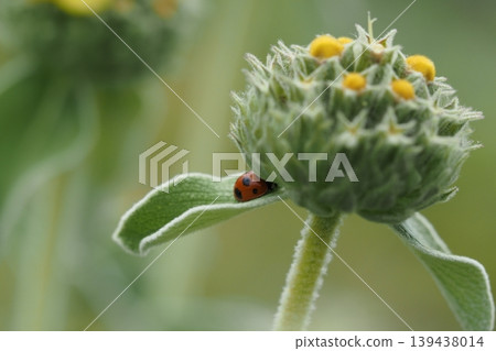 Yellow flowers and ladybirds Yellow flowers and ladybirds 139438014