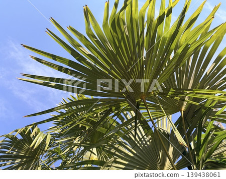 a vibrant, low-angle view of lush green palm fronds reaching toward a clear blue sky. a vibrant, low-angle view of lush green palm fronds reaching toward a clear blue sky. 139438061