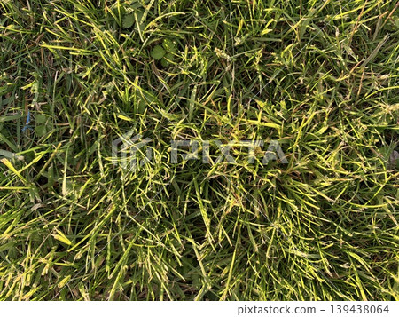 a close-up, top-down view of a natural lawn or grassy area. a close-up, top-down view of a natural lawn or grassy area. 139438064