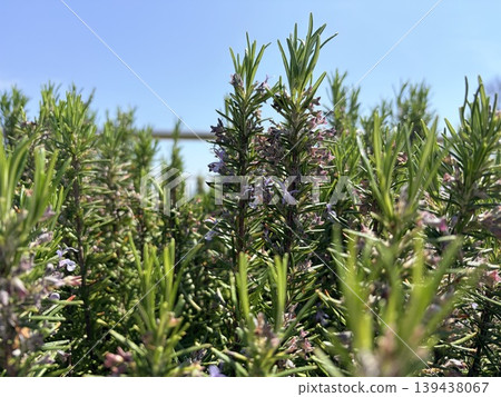 blooming rosemary bush set against a clear, bright blue sky. blooming rosemary bush set against a clear, bright blue sky. 139438067