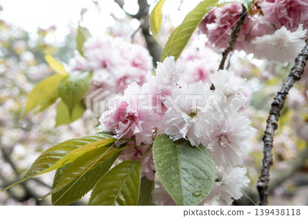 cherry blossoms sakura spring shiozazakura cherry blossoms 桜 さくら シオガマザクラ shiozamazakura cherry blossoms sakura spring shiozazakura cherry blossoms 桜 さくら シオガマザクラ shiozamazakura 139438118