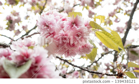 cherry blossoms sakura spring shiozazakura cherry blossoms 桜 さくら シオガマザクラ shiozamazakura cherry blossoms sakura spring shiozazakura cherry blossoms 桜 さくら シオガマザクラ shiozamazakura 139438121