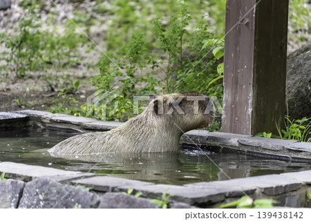 Capybaras entering the pool Capybaras entering the pool 139438142
