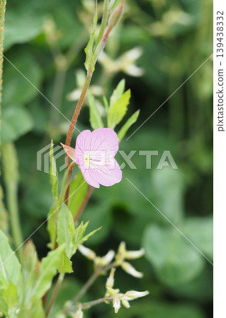 Yuge肖花 Yuge肖花 139438332