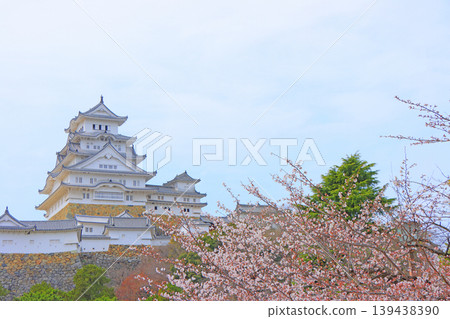 Scenery of cherry blossoms in full bloom and Himeji Castle, Himeji City, Hyogo Prefecture 139438390
