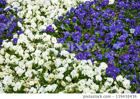 White and violet pansy flowers blooming in a garden bed. Patch of colorful spring viola plants. Floral landscape design, botanical nature background, park environment, gardening concept. White and violet pansy flowers blooming in a garden bed. Patch of colorful spring viola plants. Floral landscape design, botanical nature background, park environment, gardening concept. 139438436