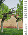 Two old Cercis chinensis trees with twisted trunks in a lush garden. Decorative landscape design with spring green foliage and brick wall background. Nature and park environment. 139438441