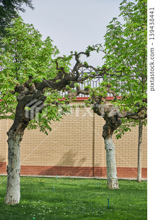 Two old Cercis chinensis trees with twisted trunks in a lush garden. Decorative landscape design with spring green foliage and brick wall background. Nature and park environment. Two old Cercis chinensis trees with twisted trunks in a lush garden. Decorative landscape design with spring green foliage and brick wall background. Nature and park environment. 139438441
