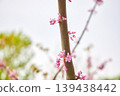 Cercis chinensis branch with pink flowers blooming in spring garden. Close up of Chinese redbud tree stem with blossom. Natural botanical background for seasonal floral design concept. 139438442